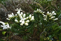 Gaertnera vaginata. Losto café P1280080