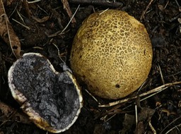 Scleroderma sp P1270832