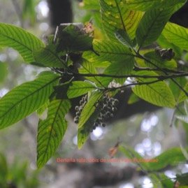 DSC_0117.JPG