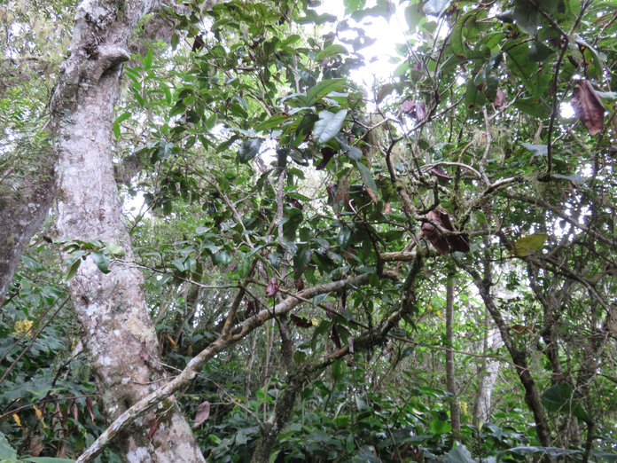 12 Eugenia mespiloides Lam. - Bois de nèfles à grandes feuilles - Myrtaceae - B, M?   Réunion,Maurice ?