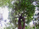 13 Sideroxylon imbricarioides ou Sideroxylon majus - Bois de fer - Sapotaceae