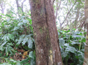 14 Tronc martyrisé de Sideroxylon imbricarioides ou Sideroxylon majus - Bois de fer - Sapotaceae