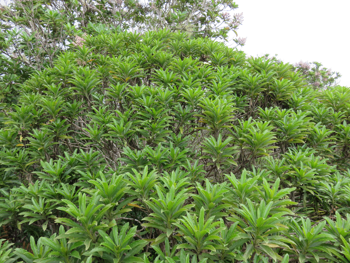 29 Psiadia dentata - Ti mangue - Asteraceae - endémique R