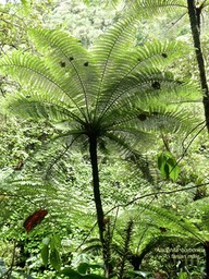 Alsophila borbonica .(ex Cyathea borbonica ) fanjan mâle P1570075