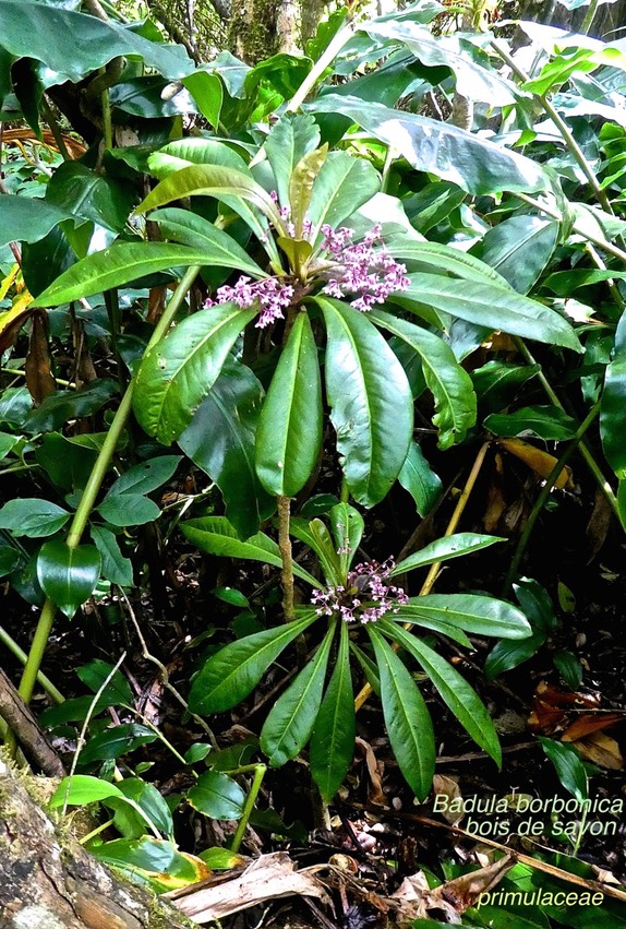 Badula borbonica . bois de savon P1560593