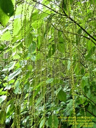 Boehmeria macrophylla . bois de source noir .P1560620