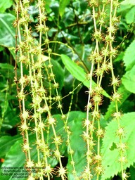 Boehmeria macrophylla . bois de source noir . Urticaceae P1560626