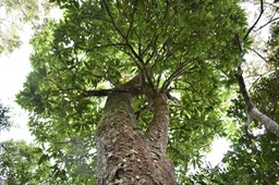 Bois de fer - Sideroxylon majus - SAPOTACEAE - Endémique Réunion