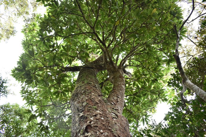 Bois de fer - Sideroxylon majus - SAPOTACEAE - Endémique Réunion