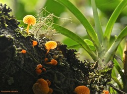 champignon orangé Favolashia calocera P1560720