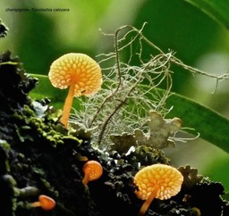 Champignons Favolashia calocera P1560721