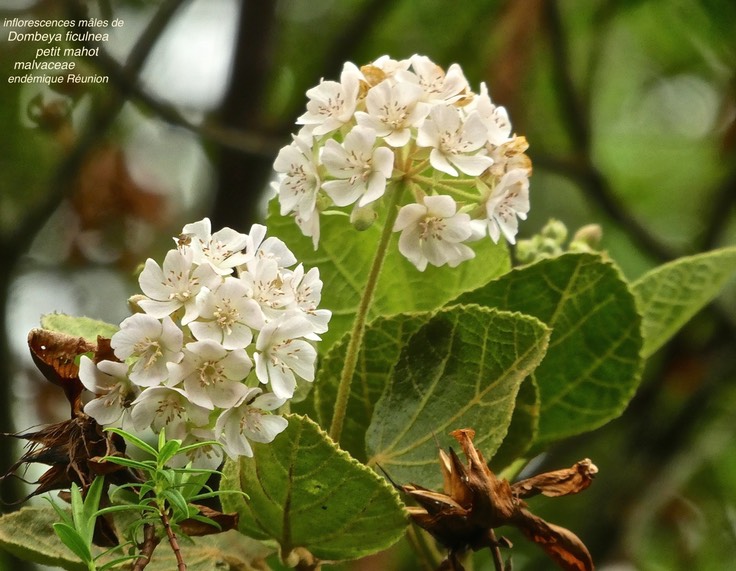 Dombeya ficulnea . petit mahot P1570090
