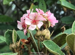 Dombeya punctata . malvaceae . endémique Réunion IMG_2520