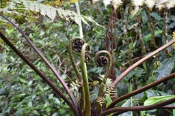 Jeunes crosses de fanjan femelle - Alsophila excelsa - CYATHEACEAE -Endémique Réunion, Maurice 