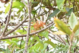 Liane jaune - Danais fragrans - RUBIACEAE - Indigène Réunion