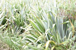 Lin de Nouvelle Zélande - Phormium tenax - LILIACEAE - Nouvelle Zélande