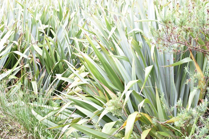 Lin de Nouvelle Zélande - Phormium tenax - LILIACEAE - Nouvelle Zélande