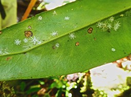 ? ? ?      P1560546