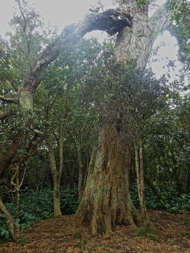 P1560635