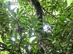 Sideroxylon majus .bois de fer blanc . sapotaceae ;