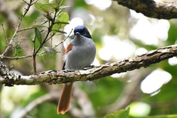 Zoizo La vierge - Terpsiphone bourbonnensis - MONARCHIDAE - Endémique Réunion