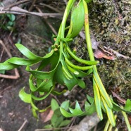 2. Cheiroglossa_malgassica-OPHIOGLOSSACEAE-Indigene_Reunion-20251015_192127.jpeg