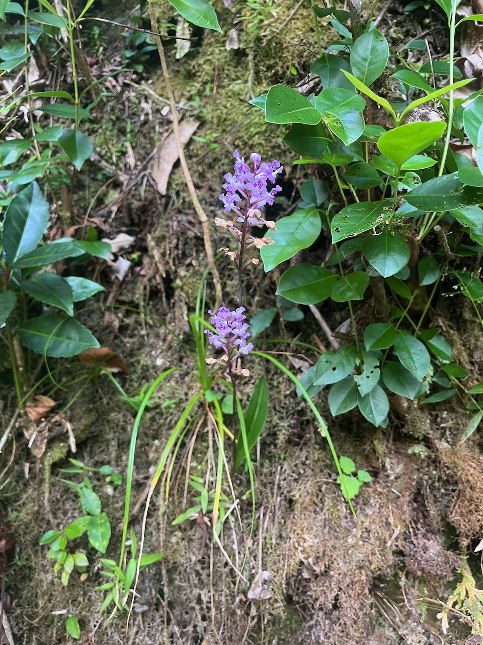 3. Cynorkis squamosa (Poir.) Lindl. - &Oslash; - Orchidaceae - Endémique Réunion et île Maurice.jpeg