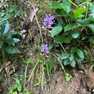 3. Cynorkis squamosa (Poir.) Lindl. - &Oslash; - Orchidaceae - Endémique Réunion et île Maurice.jpeg