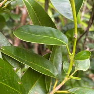 4. Melicope obscura - Bois de catafaille - Rutacée.jpeg