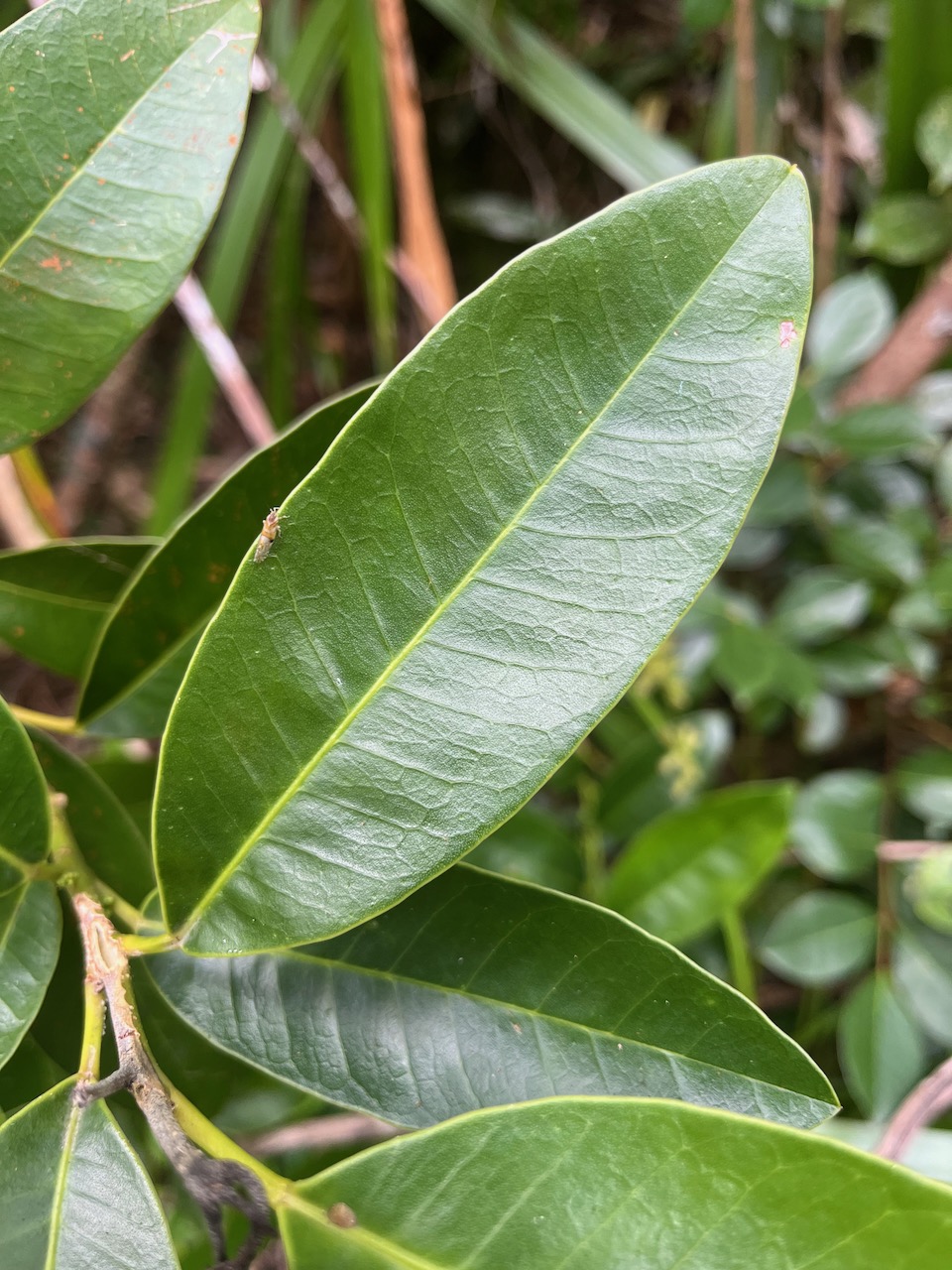 5. Feuille Melicope obscura.jpeg