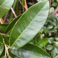 5. Feuille Melicope obscura.jpeg