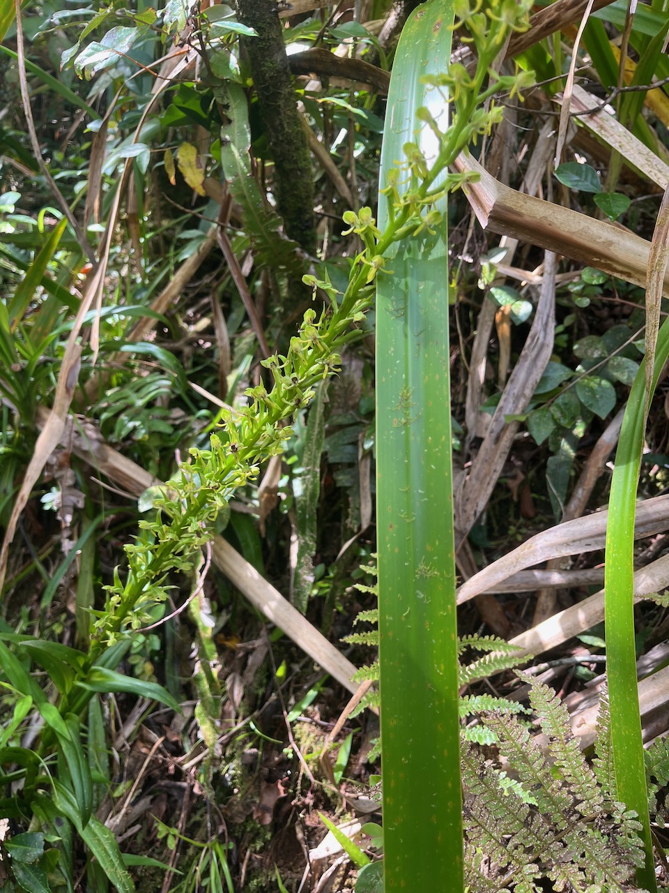 6. Habenaria prealta - &Oslash; - Orchidaceae - Réunion.jpeg