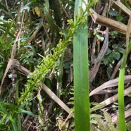 6. Habenaria prealta - &Oslash; - Orchidaceae - Réunion.jpeg