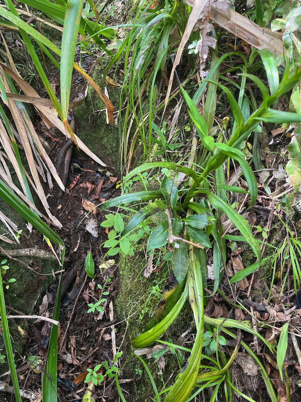 7. Feuilles Habenaria prealta - &Oslash; - Orchidaceae - Réunion.jpeg