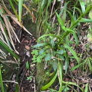 7. Feuilles Habenaria prealta - &Oslash; - Orchidaceae - Réunion.jpeg