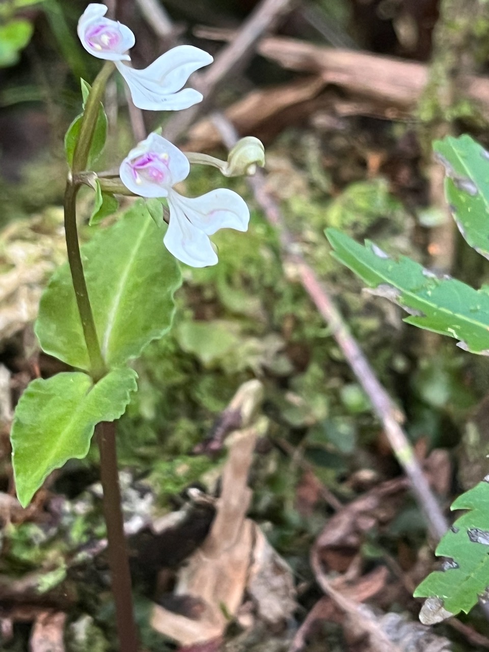 8. Disperis oppositifolia -&Oslash; - Orchidaceae  IMG_5971.HEIC.jpeg