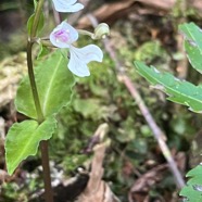 8. Disperis oppositifolia -&Oslash; - Orchidaceae  IMG_5971.HEIC.jpeg