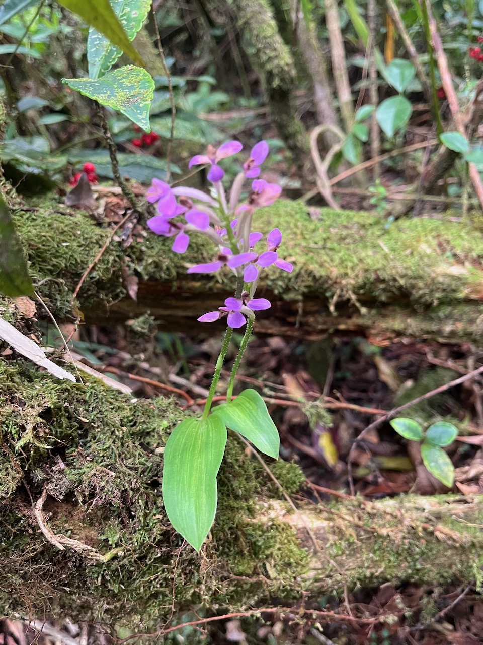 9. Cynorkis inermis - Arnottia mauritiana - orchidaceae - endémique Réunion Maurice..jpeg