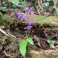 9. Cynorkis inermis - Arnottia mauritiana - orchidaceae - endémique Réunion Maurice..jpeg