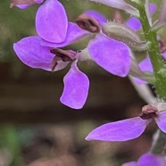 10. Cynorkis inermis - Arnottia mauritiana - orchidaceae - endémique Réunion Maurice..jpeg