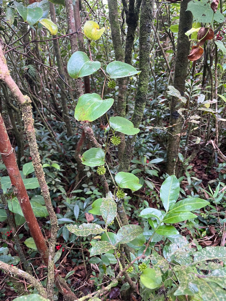 11. Smilax anceps - Liane croc de chien - SMILACACEAE - Mada, BM Indigène.jpeg