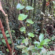 11. Smilax anceps - Liane croc de chien - SMILACACEAE - Mada, BM Indigène.jpeg
