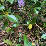 12. Cynorkis squamosa (Poir.) Lindl. - &Oslash; - Orchidaceae - Endémique Réunion et île Maurice.jpeg