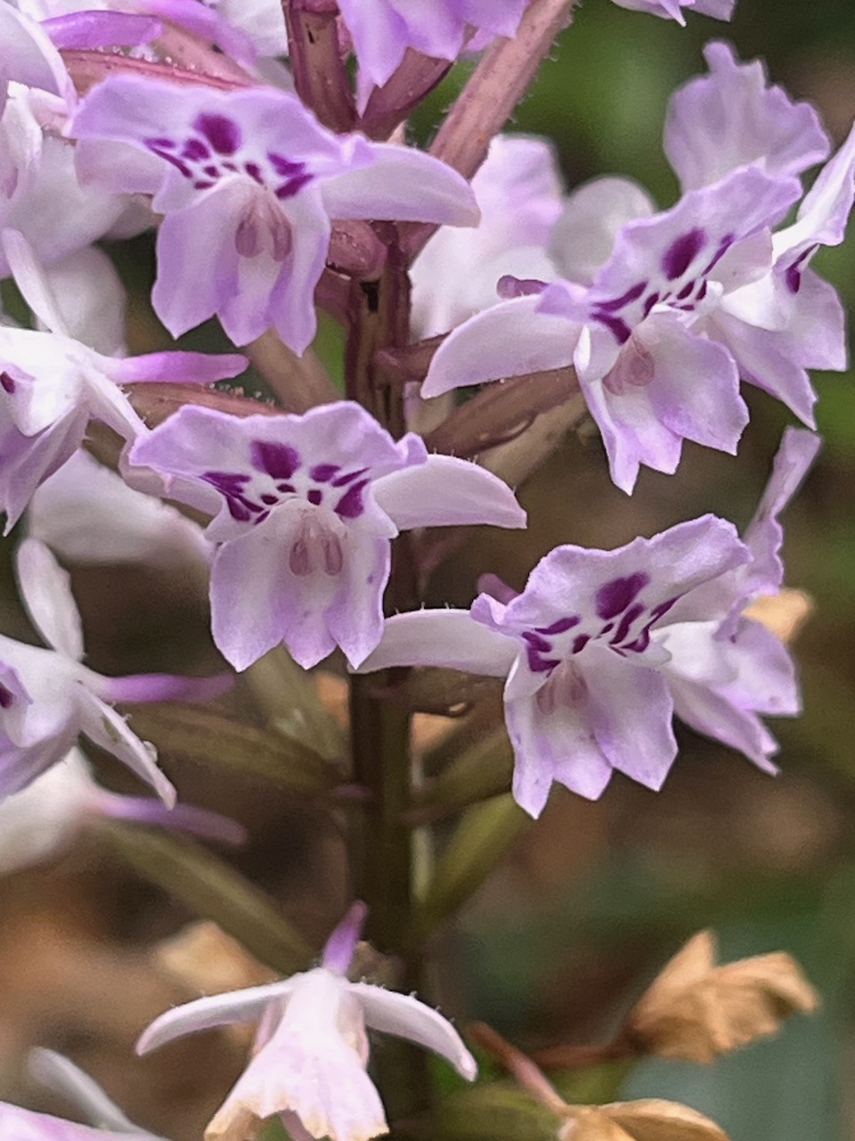 13. Cynorkis squamosa (Poir.) Lindl. - &Oslash; - Orchidaceae - Endémique Réunion et île Maurice.jpeg