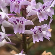 13. Cynorkis squamosa (Poir.) Lindl. - &Oslash; - Orchidaceae - Endémique Réunion et île Maurice.jpeg
