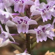 14. Cynorkis squamosa (Poir.) Lindl. - &Oslash; - Orchidaceae - Endémique Réunion et île Maurice.jpeg