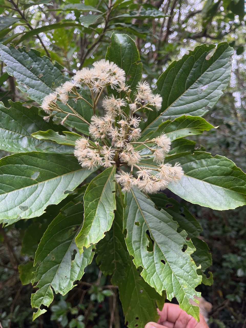 15. Gymnanthemum_fimbrilliferum - Bois_de_sapo - ASTERACEAE - Endemique_Reunion.jpeg