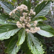 15. Gymnanthemum_fimbrilliferum - Bois_de_sapo - ASTERACEAE - Endemique_Reunion.jpeg