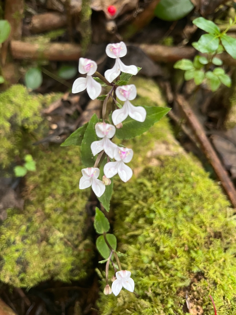 16. Disperis oppositifolia -&Oslash; - Orchidaceae IMG_5987.HEIC.jpeg