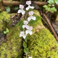 16. Disperis oppositifolia -&Oslash; - Orchidaceae IMG_5987.HEIC.jpeg